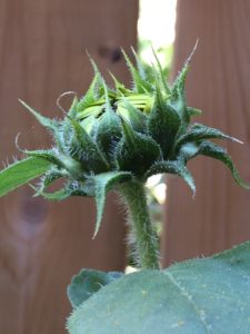 plant sunflower closeup detail garden fence bud beauty