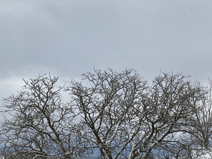 branches, tree, sky, nature