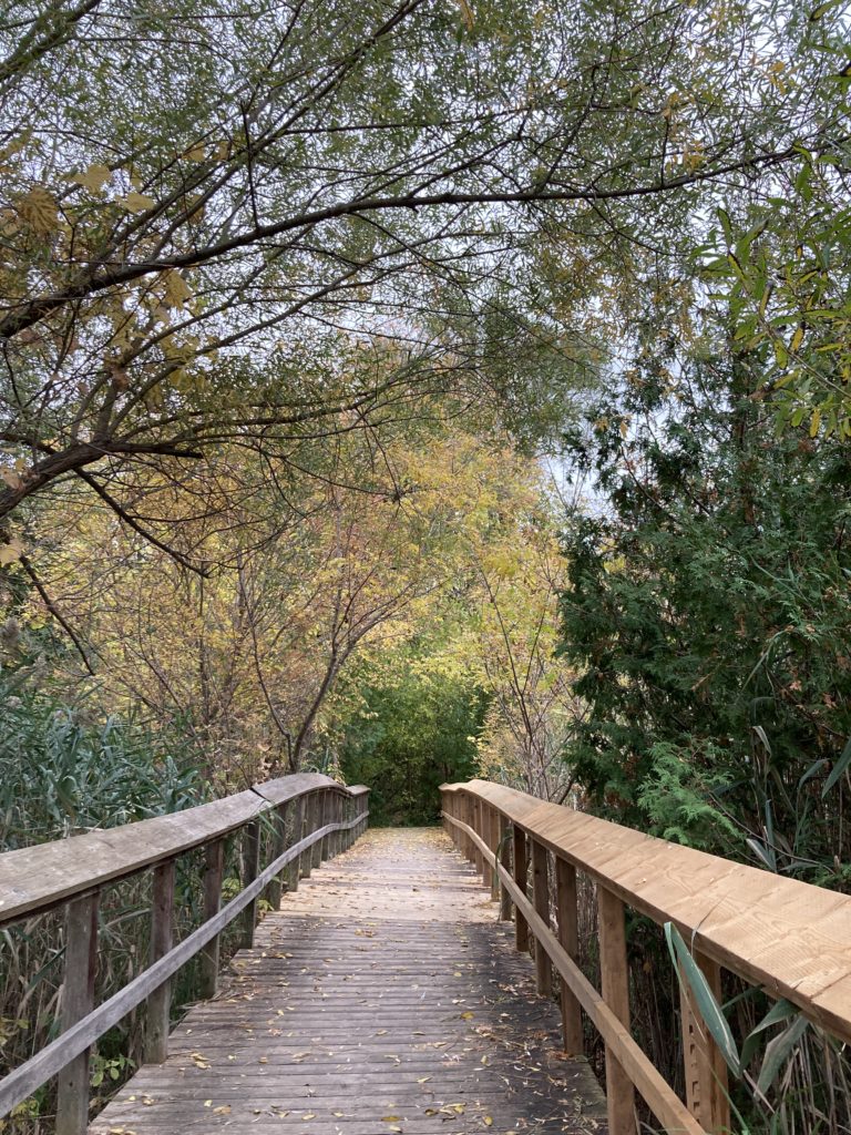 trees, path, nature, fall, herbst, baum, bridge, tor, pathway