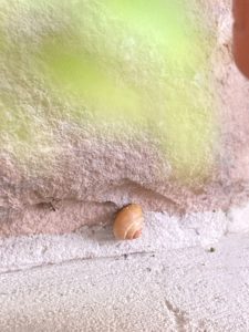 snail, garden, mollusk, shell