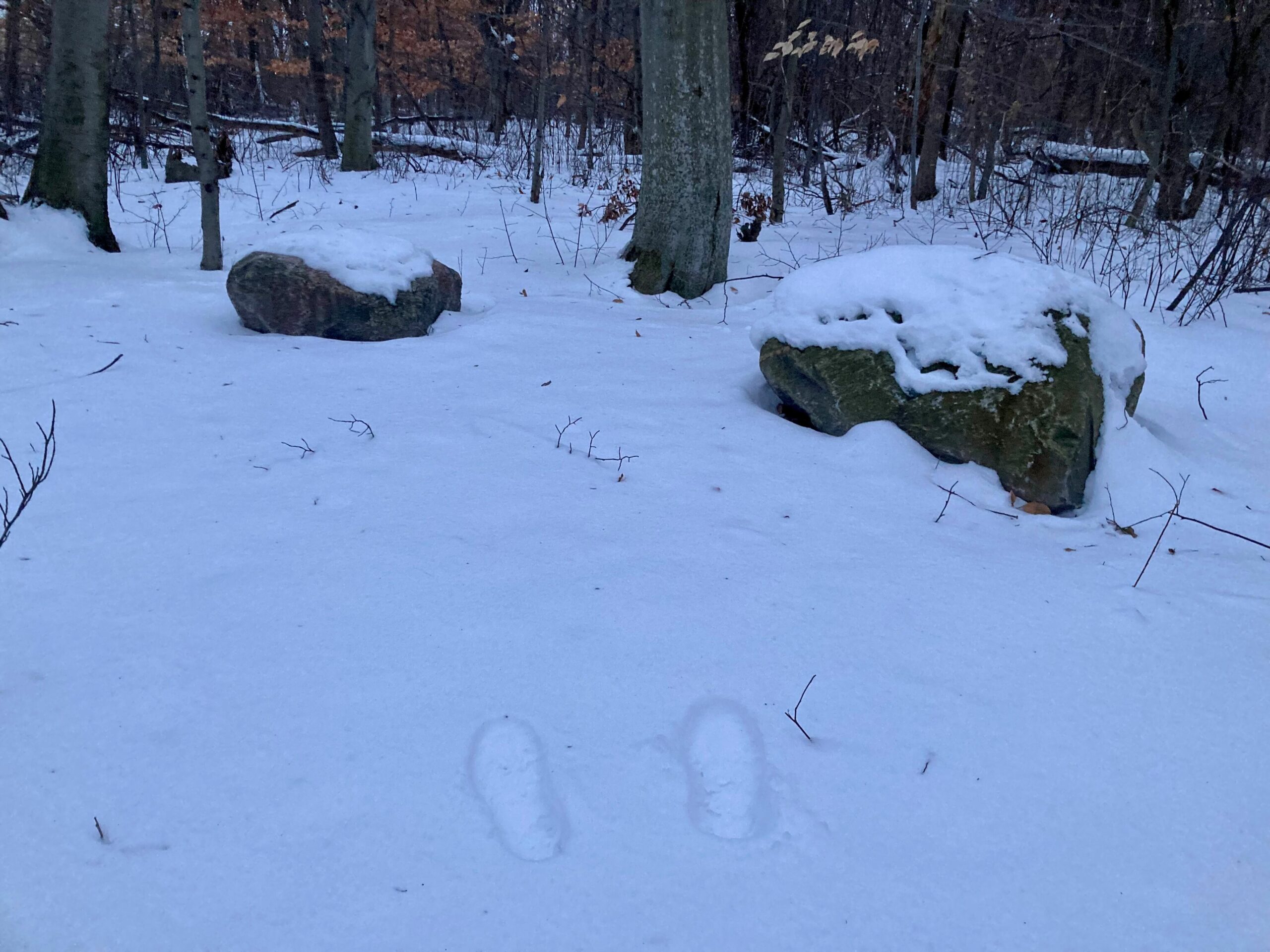 nature, snow, wald, forest, footprints, trees, Fußspuren, quiet, winter