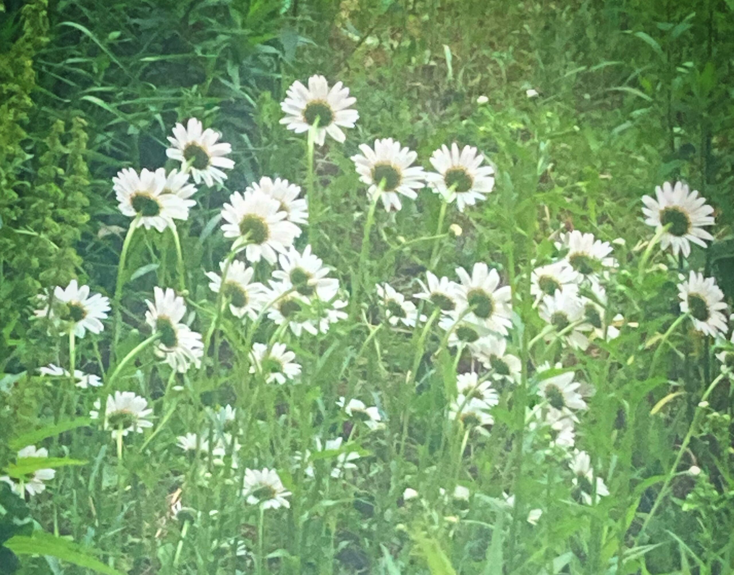 field, grass, daisies, green, nature, wild, summer