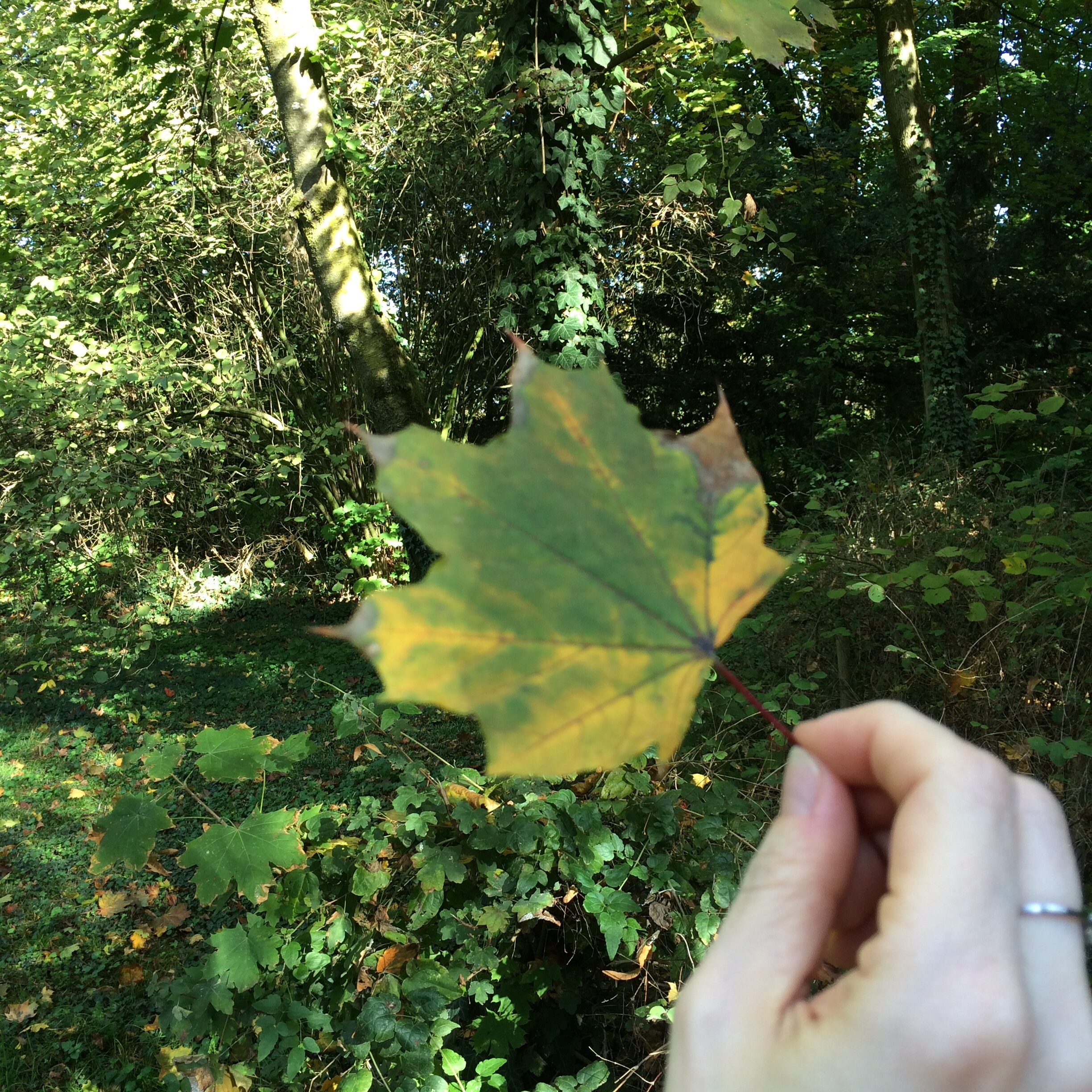 leaf, hand, tree, nature, autumn, colours, green, nature
