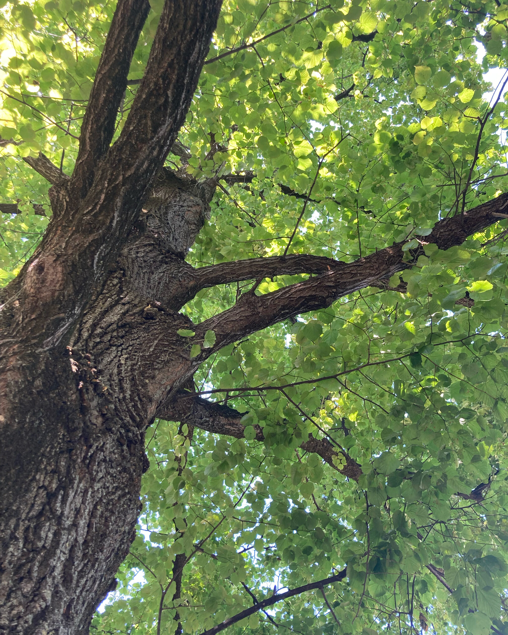 tree, look up, green, wood, leaves, beauty, nature, Munich, branches