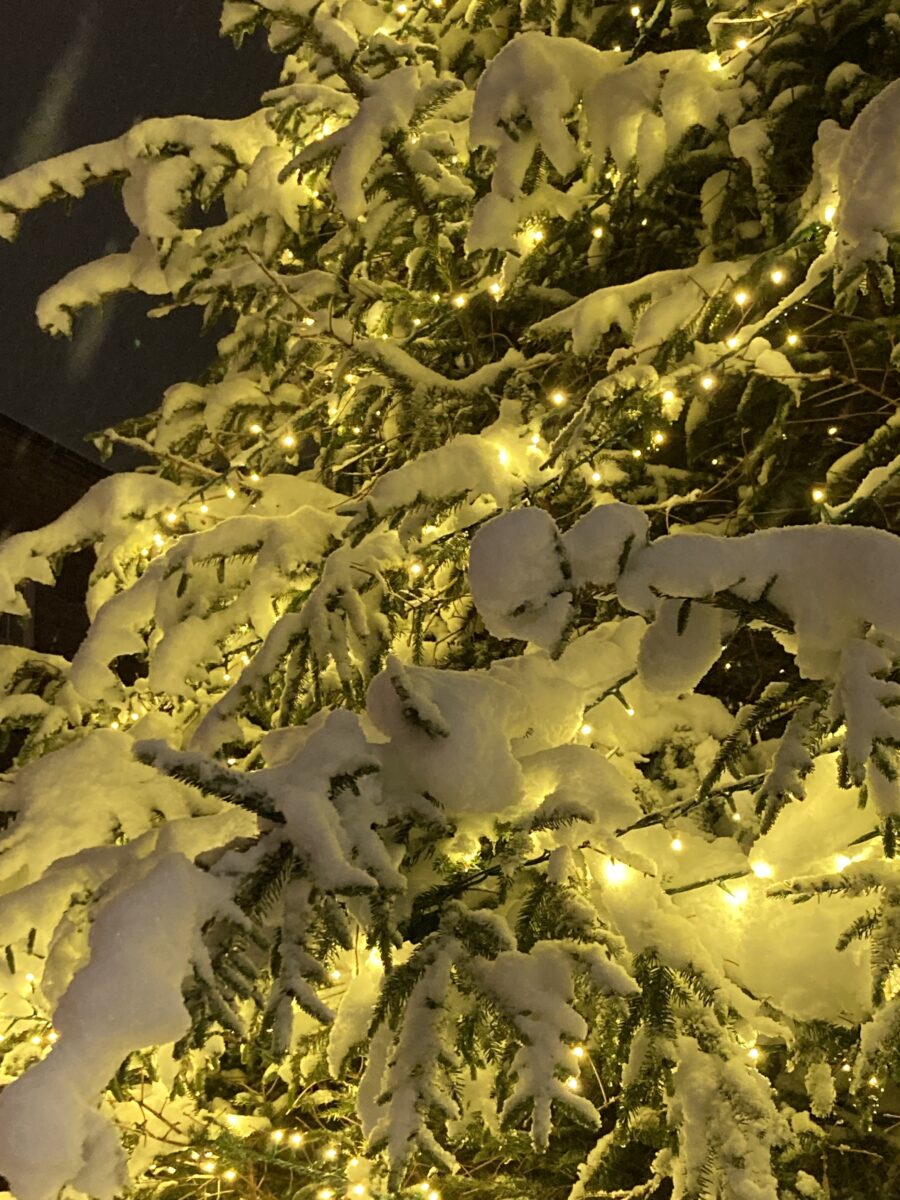 snow, lights, winter, tree, pretty, illumination, nature