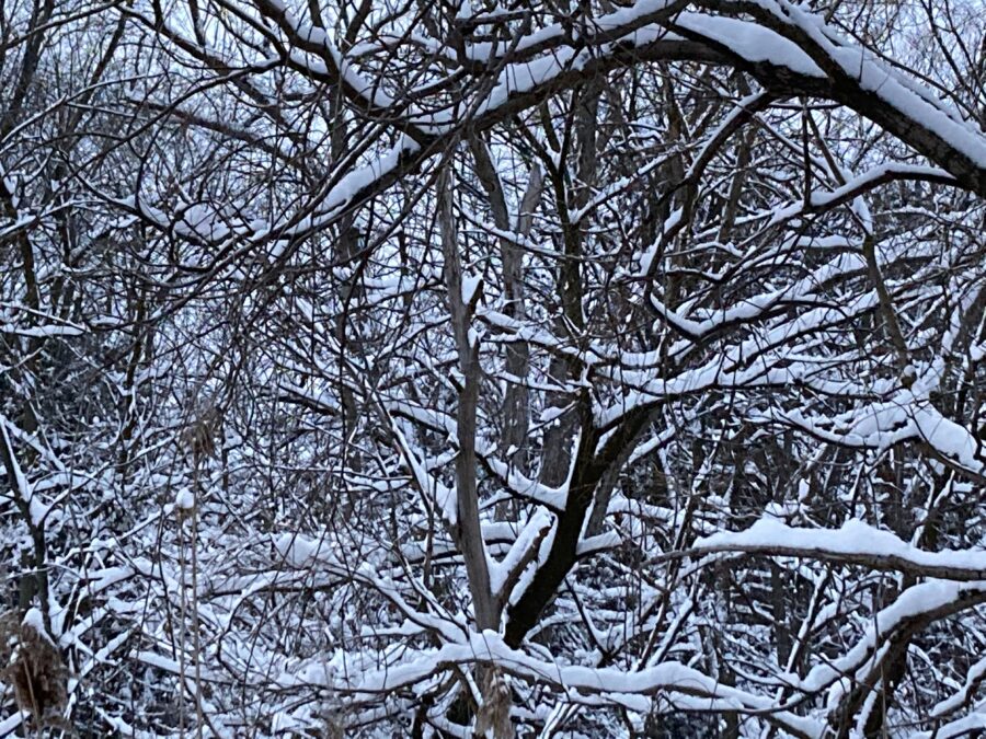 snow, winter, branches, cold, trees, twisting, scene, snowy