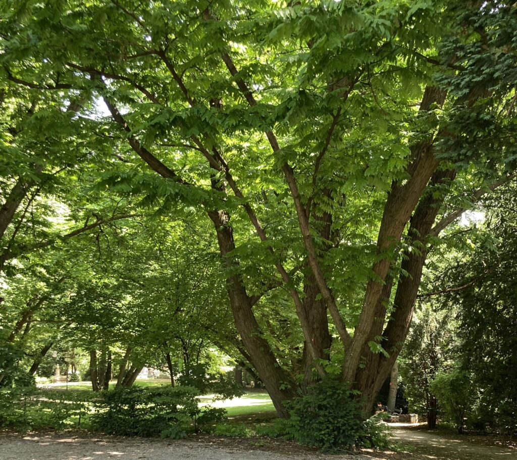 branches, trees, green, nature, trunks, paths, leaf, leaves, bloom, park, forest