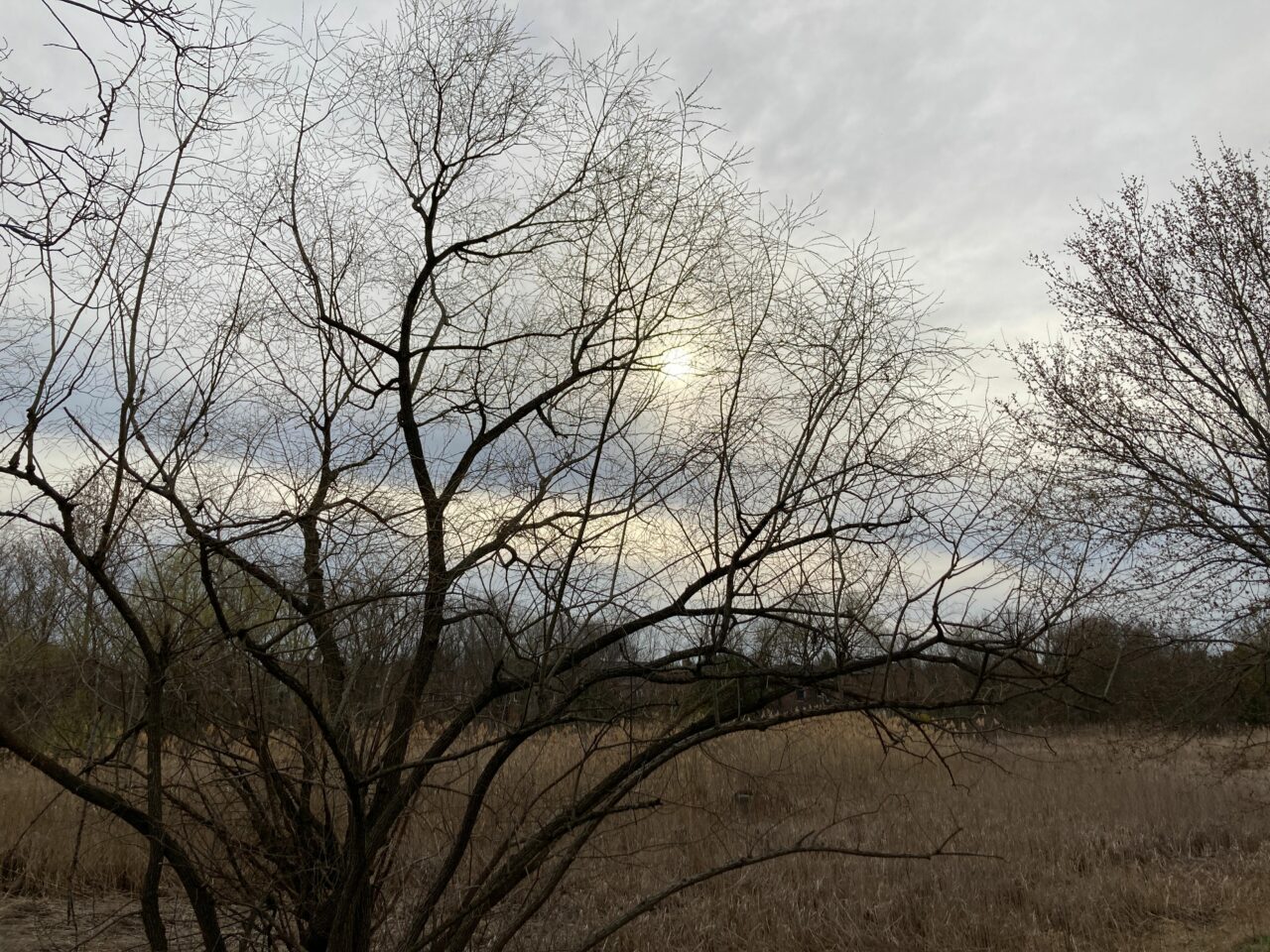 tree, winter, sky, branches, moody, field