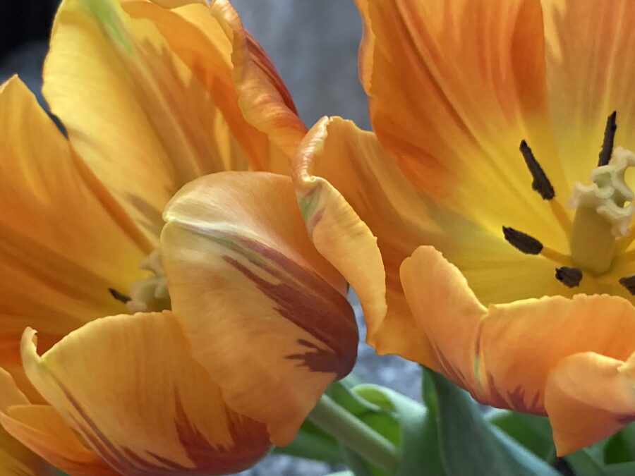 tulips, flowers, spring, orange, colour, petals, vibrant