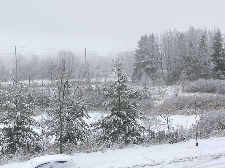 snow, trees, nature, winter, cold, beautiful